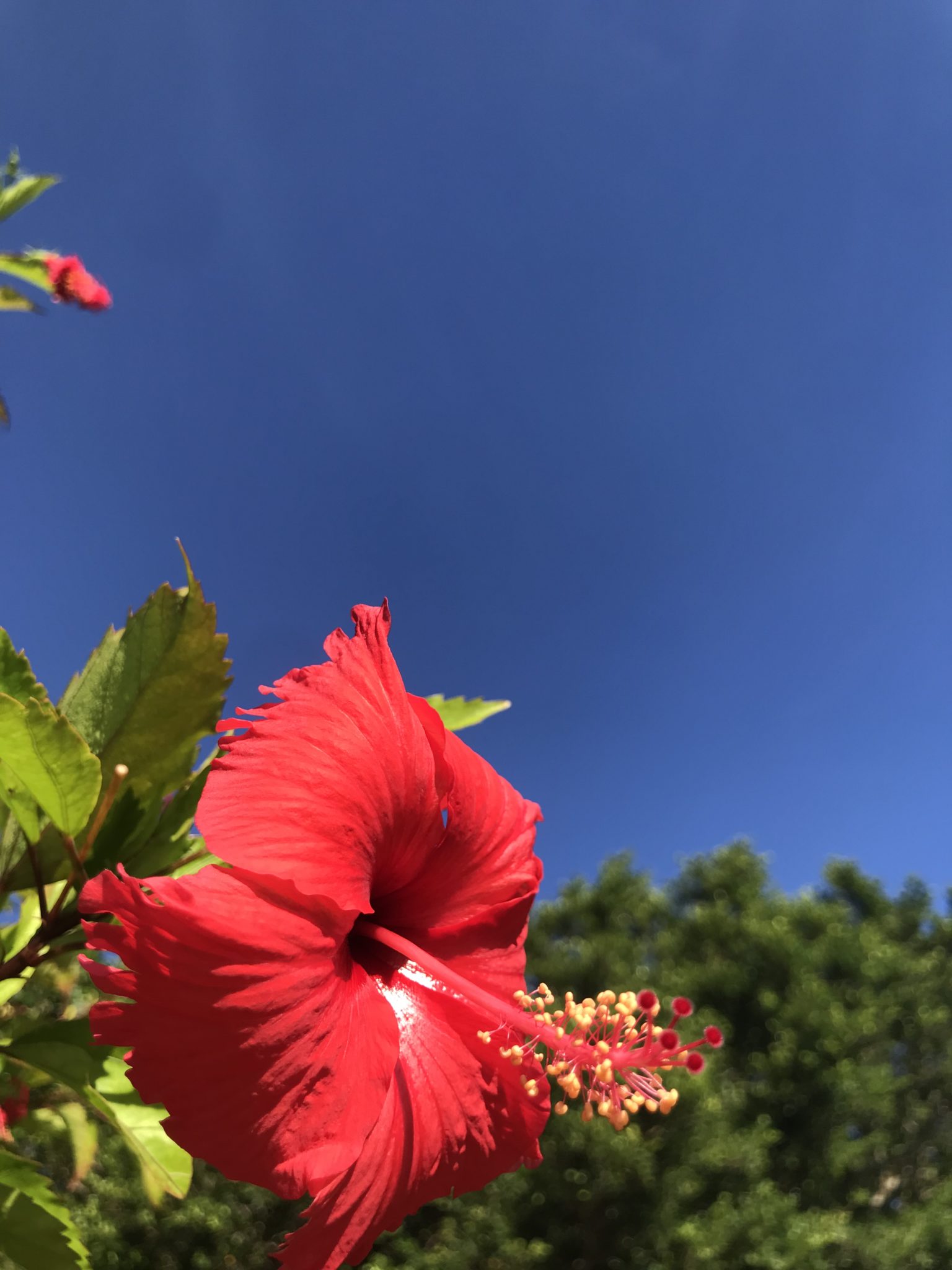 2018-07-26 08.11.37