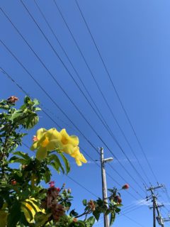 いい天気が続いています^^