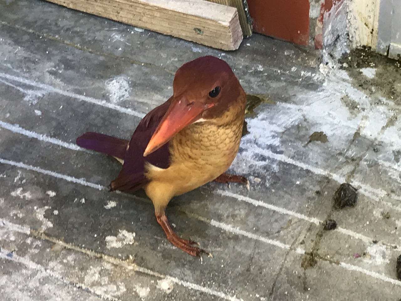 アカショウビン (7)